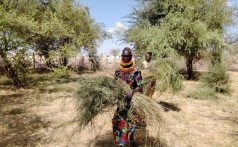 Kenyan person wearing brightly colored clothing walks through a desert/grassland holding a large bundle of grass or plants