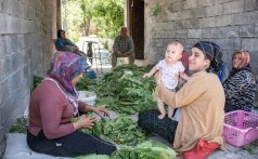 two turkish women sit on the ground with a baby as one dries green tobacco leaves