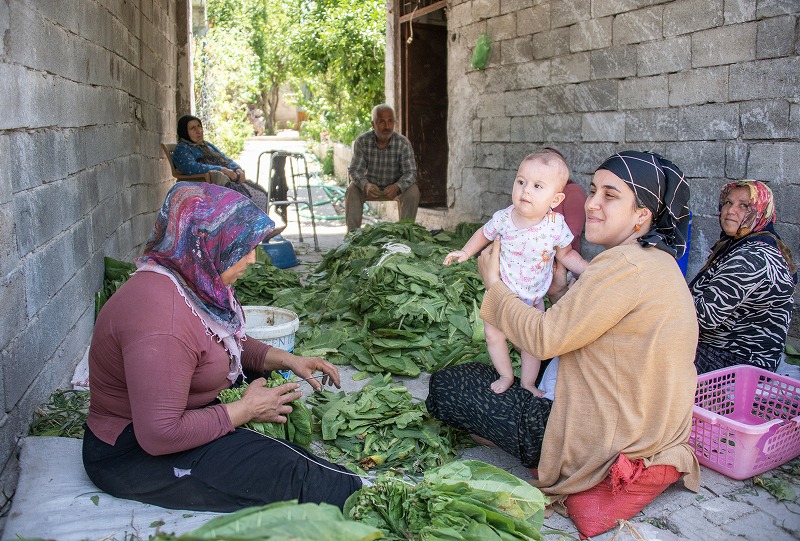 two turkish women sit on the ground with a baby as one dries green tobacco leaves
