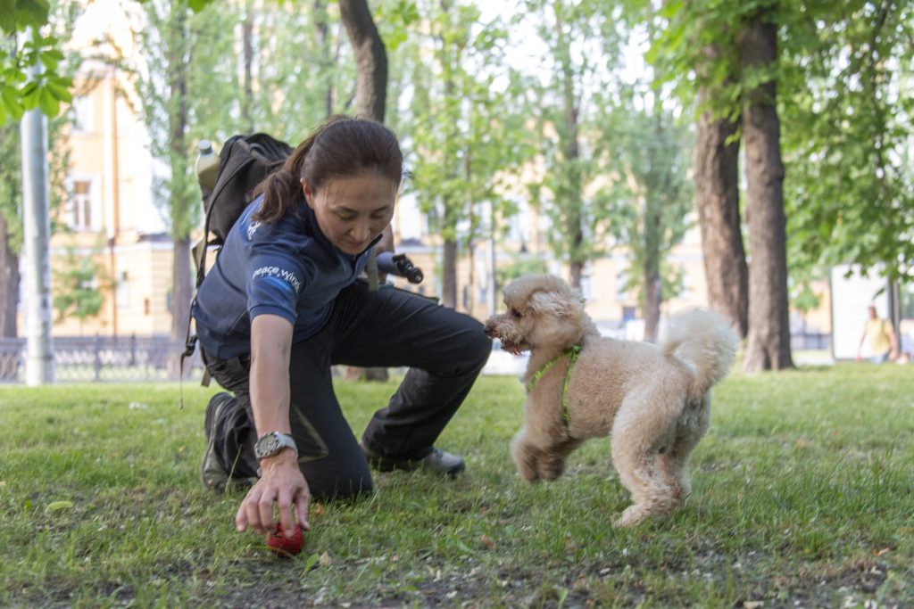 A woman wearing a Peace Winds polo shirt kneels down to pick up an orange tennis ball while a small off-white poodle mix jumps in the air. They are in a park with green grass and trees