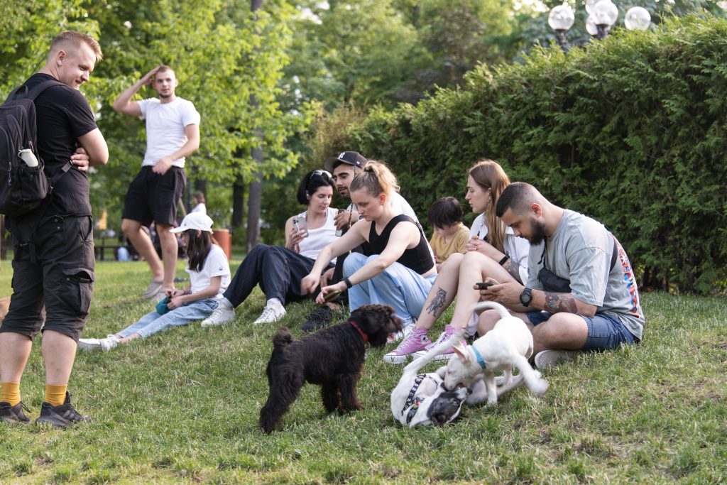 A group of young adults sits among the green grass and bushes of a park with a handful of dogs who are running and playing