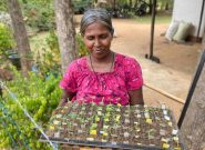 Sri Lankan woman wearing a bright pink shirt smiles down at a tray of small green seedlings she is carrying