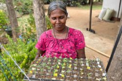 Sri Lankan woman wearing a bright pink shirt smiles down at a tray of small green seedlings she is carrying