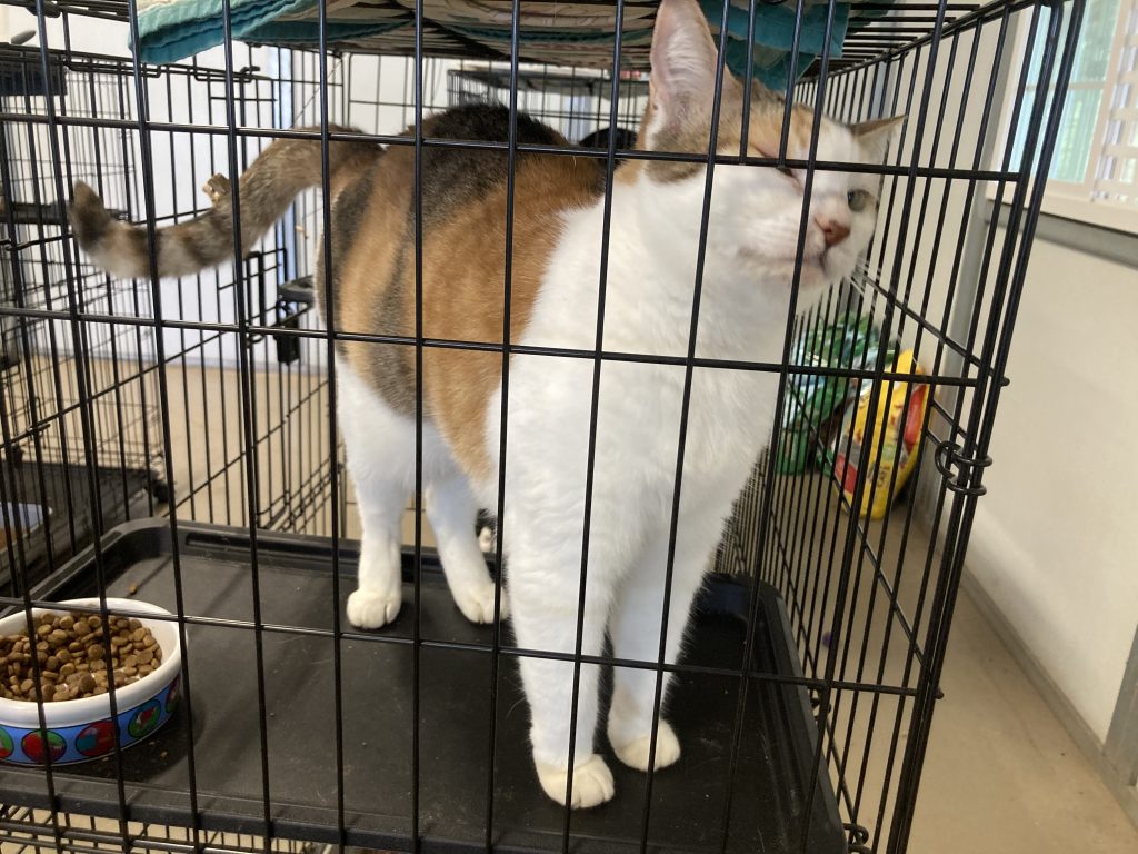 Calico cat rubs against the side of a cage