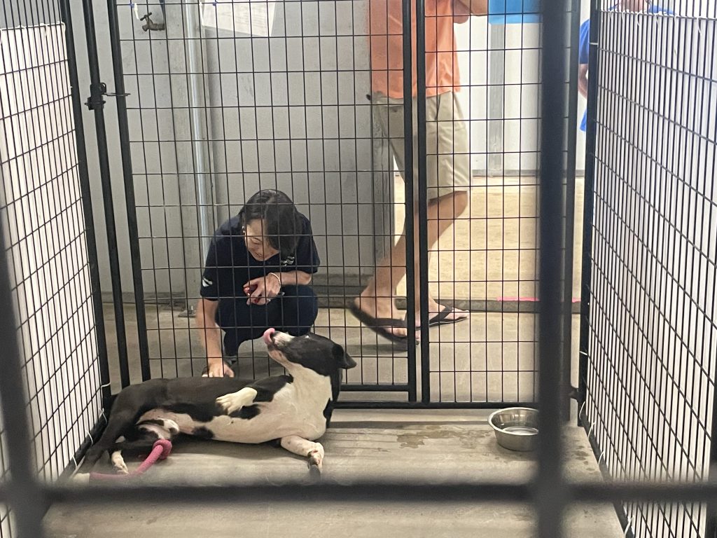 Peace Winds staff member pets a gray and white bully dog who is laying on his side through a kennel door