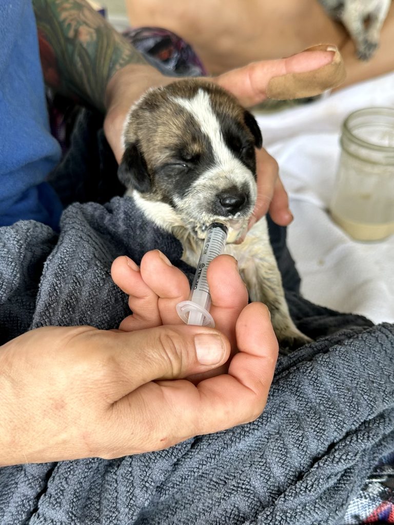Newborn brown and white puppy gets fed by a small syringe in a person's hand