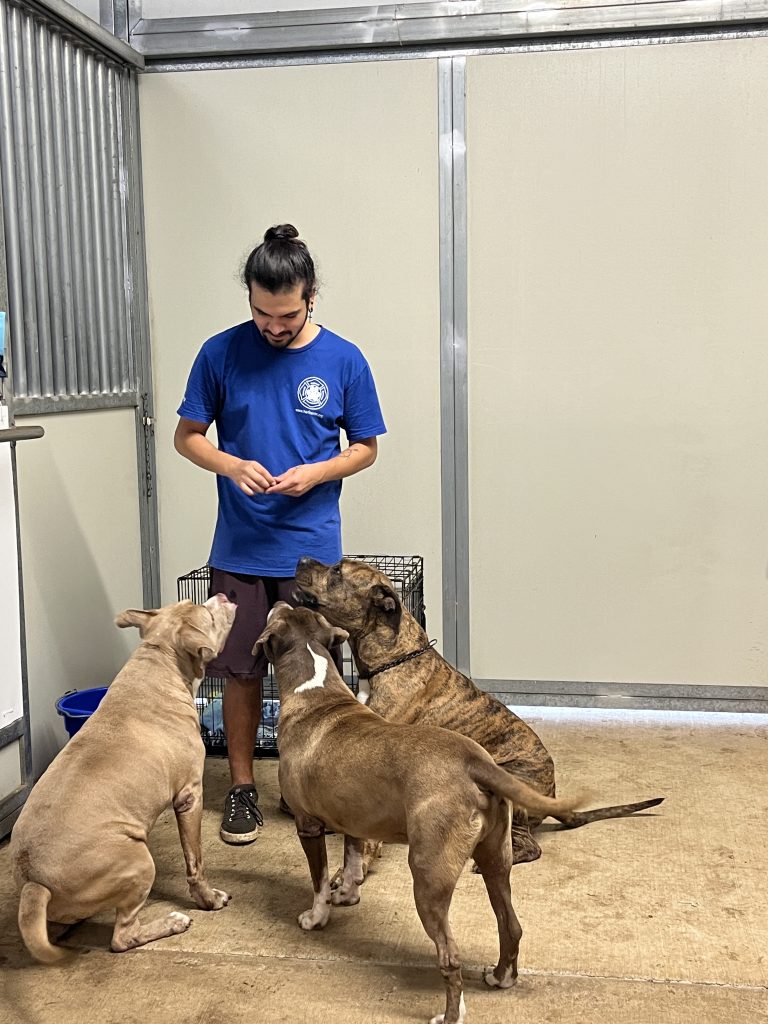 Three brown pitty type dogs sit look up at a man wearing a blue shirt