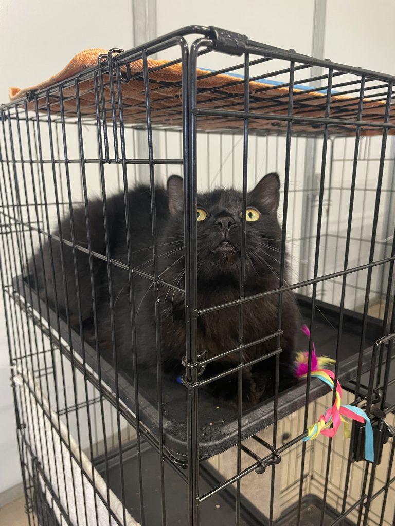Black cat lays in a crate