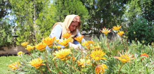 Bright yellow flowers fill the foreground while a woman wearing a pale yellow hijab tends to the flowers outside in the background